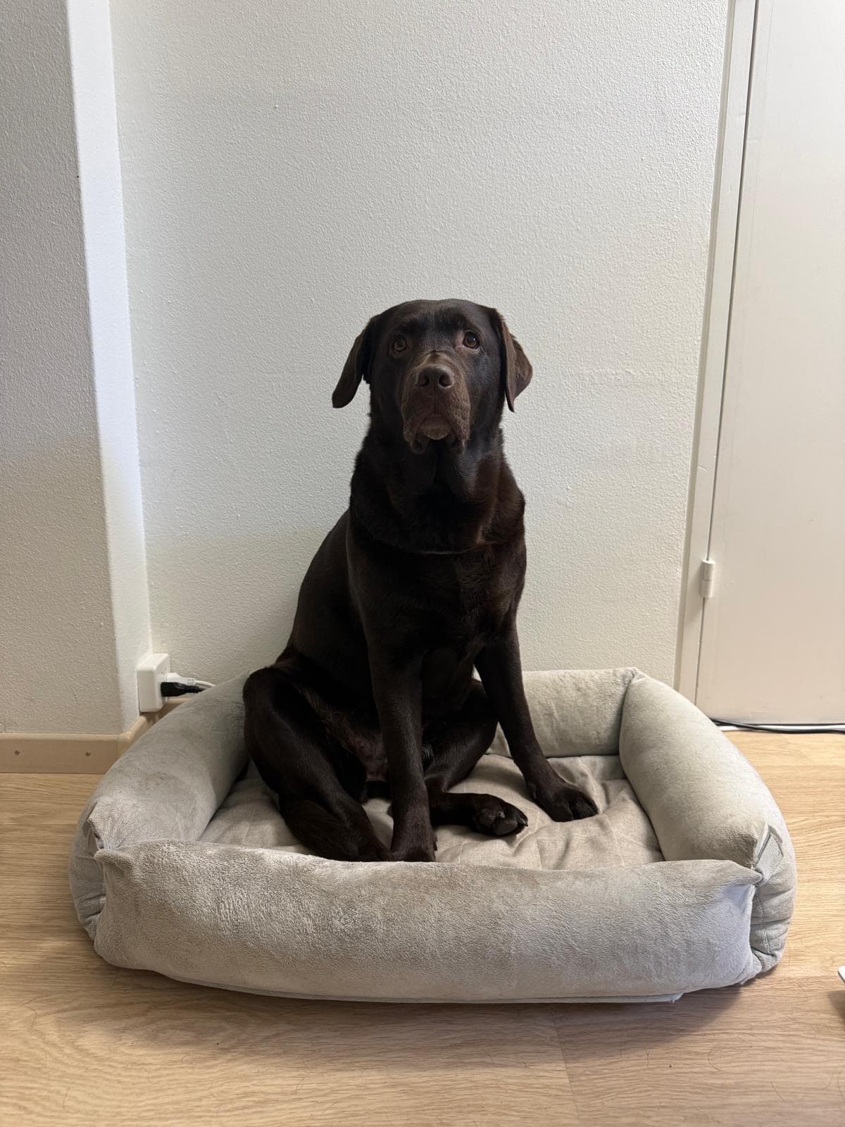 Otta, OhevTech office dog